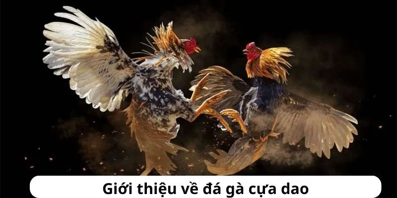 Cựa dao đá gà là gì?