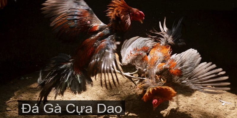 Tiêu chí lựa chọn siêu kê trong cựa dao đá gà là gì?