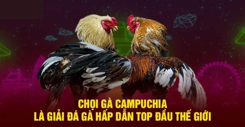 Các hình thức đá gà Campuchia được yêu thích 2024