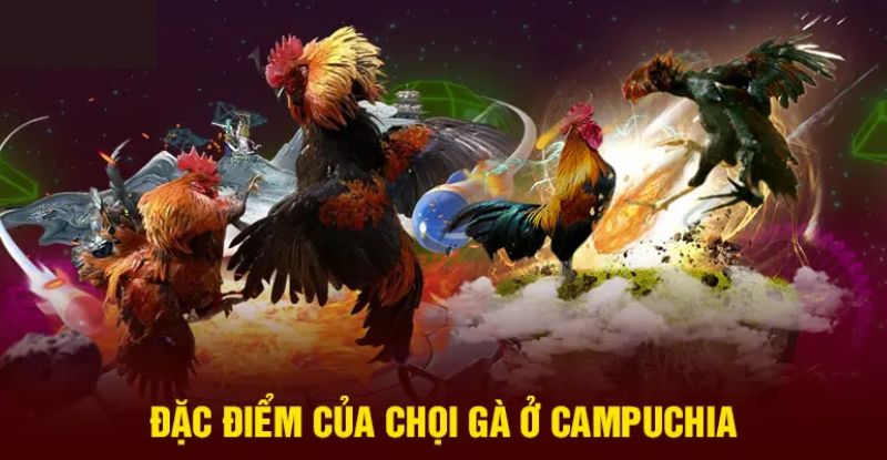 Điểm hấp dẫn của đá gà Campuchia WW88